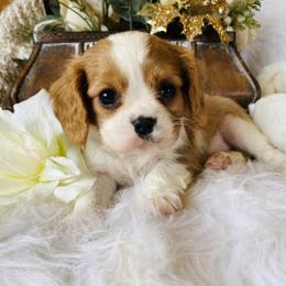 Cavalier King Charles Spaniel Puppies from Sunset Valley Cavaliers
