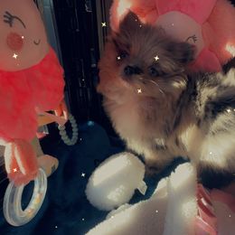 Pomeranian Puppies from A Sample Of Gods Love Kennels