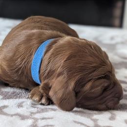 Blue - Red  male Goldendoodle puppy in Connecticut from Valley View Doodles