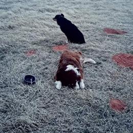Australian Shepherds from Moorman M Farm