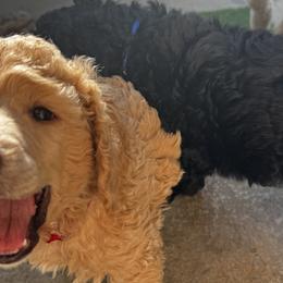 Poodle Puppies from Royal Dixie Poodles
