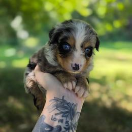 Kestrel - Blue merle male Australian Shepherd puppy in London, Kentucky from Kenmont Kennels