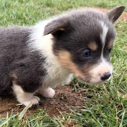 Bailey - Blue female Pembroke Welsh Corgi puppy in Hillsville, Virginia from Bonderosa Kennels
