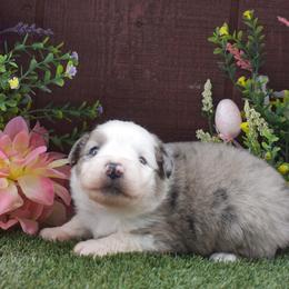 Sneezy - Blue merle male Australian Shepherd puppy in Fallon, Nevada from Double H Australian Shepherds