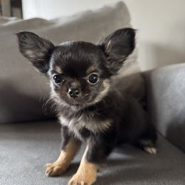 Ember - Black female Chihuahua puppy in Dayton, Ohio from Petite Pups