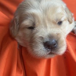 Golden Retriever Puppies from Chevaline Goldens