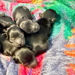 Comet - Black male Yorkipoo puppy in Cameron, South Carolina from Sassy Sailor & Company