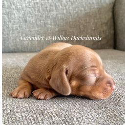 Dachshund Puppies from Lavender and Willow Dachshunds