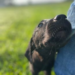 Genie - Black female Labrador Retriever puppy in Mineral, Virginia from Canine Assist