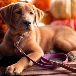 Labrador Retriever Puppies from UC Labradors