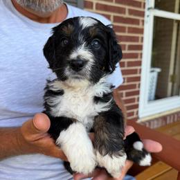 Flash - Tri-color male Bernedoodle puppy in Ferguson, North Carolina from Elevated Standards NC