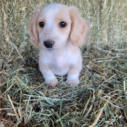 Shorty - Piebald female Dachshund puppy in Moses Lake, Washington from Dynamic Doxies