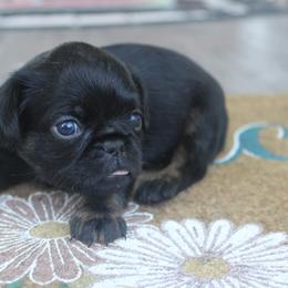 Boy 1 - Black and tan male Brussels Griffon puppy in Huntsville, Alabama from Tammy's Brussels