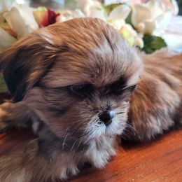 Teddy - Red and white Shih Tzu puppy in Clarksburg, West Virginia from 007 ShihTzu Acre