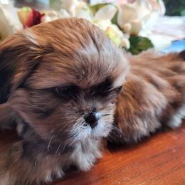 Teddy - Red and white Shih Tzu puppy in Clarksburg, West Virginia from 007 ShihTzu Acre
