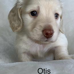 Boy 2 - Cream male Dachshund puppy in Saint Petersburg, Florida from Sunshine Doxie Ranch