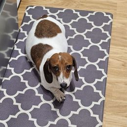 Ellie - Dachshund