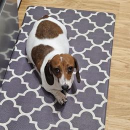 Ellie - Dachshund