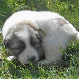 Puppy ID 819256 - White and badger male Great Pyrenees puppy in Leicester, North Carolina from Randall Glen Pyrenees