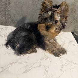 Sahari - Black and tan female Yorkshire Terrier puppy in Maple Heights, Ohio from Yorkiesllc