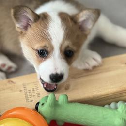 Pembroke Welsh Corgi Puppies from C & C Colorado Corgis