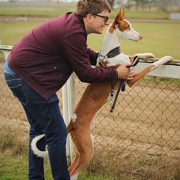Ibizan Hound All Grown Up from Acires Ibizan Hounds