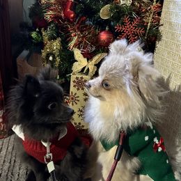 Pomskies from OG's Pomskies