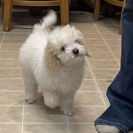 Poodle Puppies from Eagleridge Mini Poodles