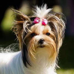 CH CeCe - AKC, UKC, IABCA - Biewer Terrier