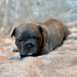 Oreo - Blue male French Bulldog puppy in Malad, Idaho from Kellysbulldogs