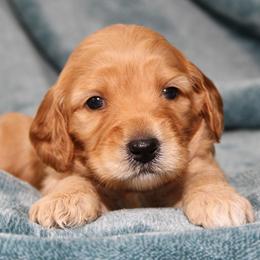 Primrose - Red female Australian Labradoodle puppy in Stanwood, Washington from Victoria Creek Australian Labradoodles