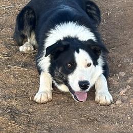 Ace - Border Collie