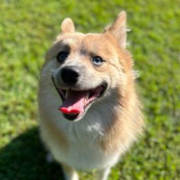 Nip - Pomsky