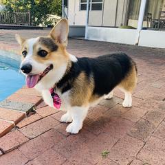 Pembroke Welsh Corgi Puppies from Coyote Creek Corgis