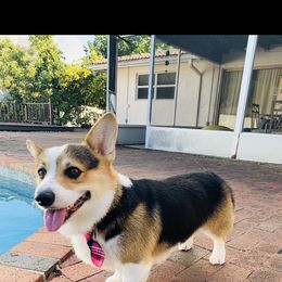Pembroke Welsh Corgi Puppies from Coyote Creek Corgis