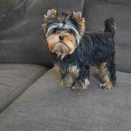 Ella - Black and tan female Yorkshire Terrier puppy in Grand Terrace, California from CLC SOUTHERN YORKIES