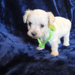 Casper - White male Maltipoo puppy in Sahuarita, Arizona from Cowgirl's Legacy