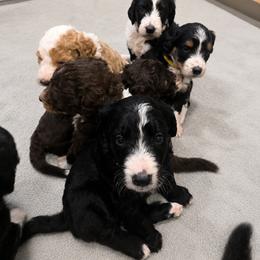 Australian Mountain Doodle Puppies from Tulsa Australian Moutain Doodles