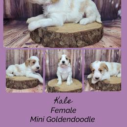 Kale - Parti female Goldendoodle puppy in Grabill, Indiana from Rose's Doodles
