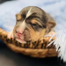 Tri boy 4 - Black and tan male Pembroke Welsh Corgi puppy in Hale, Michigan from All Hale Corgis
