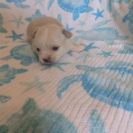 Cookie - Fawn and white female Chihuahua puppy in Palm Coast, Florida from Pampered Chihuahuas