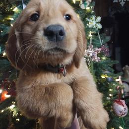 Golden Retriever Puppies from Ginger Snap Golden Retrievers