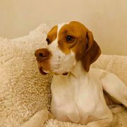 Mina - Pointer