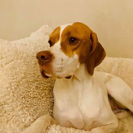 Mina - Pointer