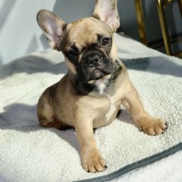 French Bulldog Puppies from Camp Fine Frenchies