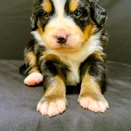 Cherry - Black rust and white female Bernese Mountain Dog puppy in Alabama from Dogwood Creek Bernese