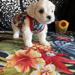 Assorted Doodle Crosses, Maltese, and Poodle Puppies from House of Poodles