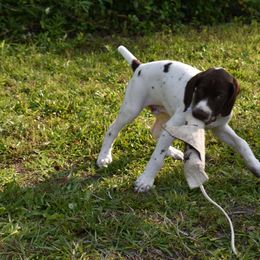 German Shorthaired Pointer, Miniature American Shepherd, Miniature Australian Shepherd, and Toy Australian Shepherd Puppies from Foxtail Hollow