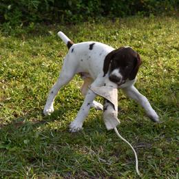 German Shorthaired Pointer, Miniature American Shepherd, Miniature Australian Shepherd, and Toy Australian Shepherd Puppies from Foxtail Hollow