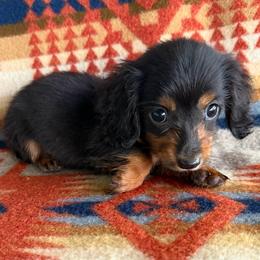 Puck READY TOMORROW - Black and tan male Dachshund puppy in Okeechobee, Florida from HotShot Kennels